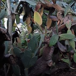 FREE CACTUSES LOTS OF THEM AVAILABLE.