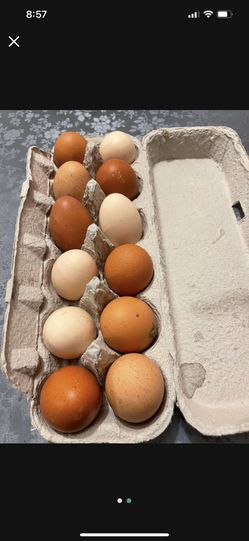 Organic Eggs!