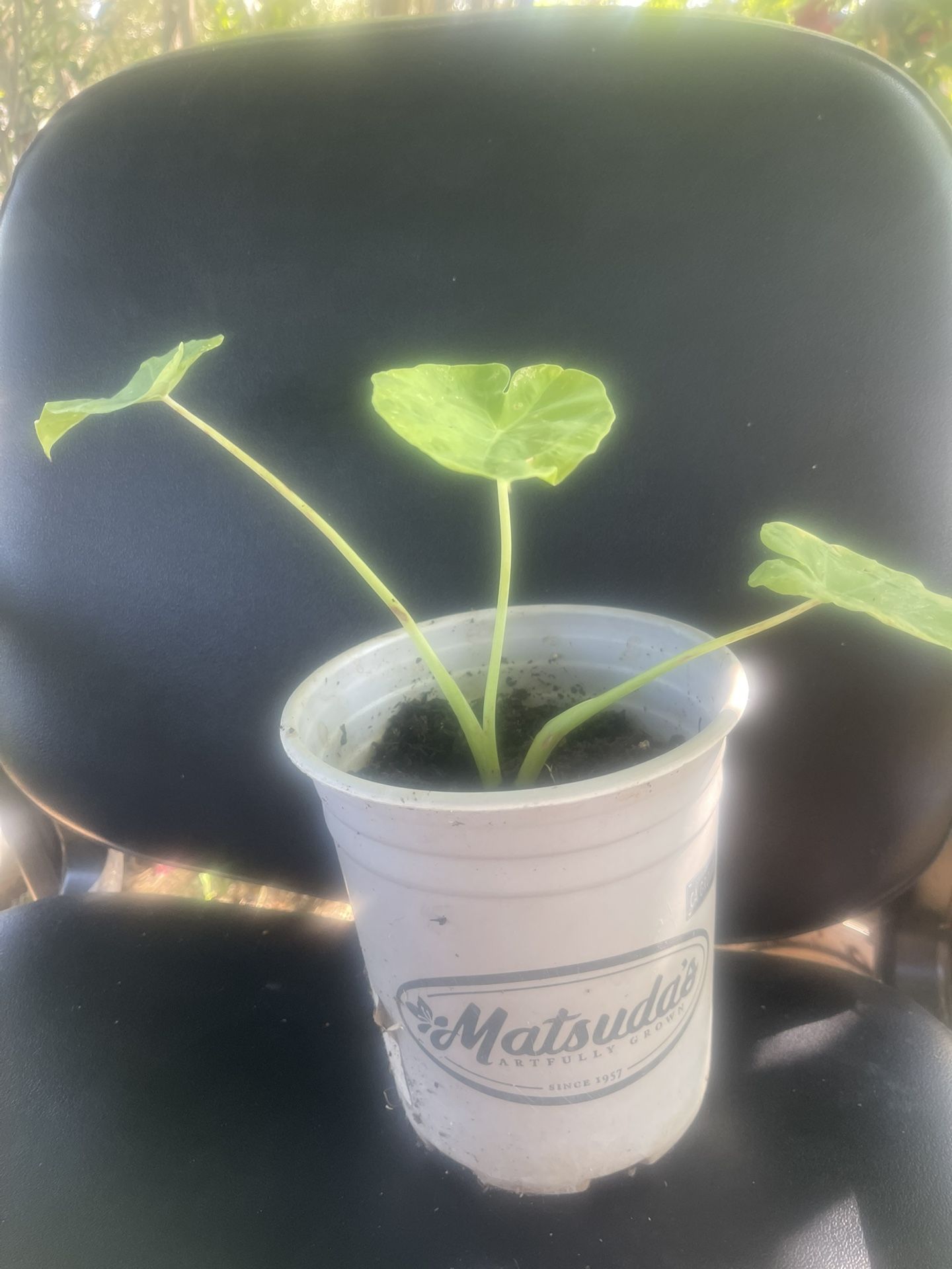 Plant Elefant $5