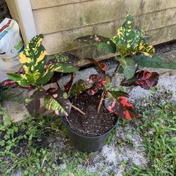 Croton plant colorful