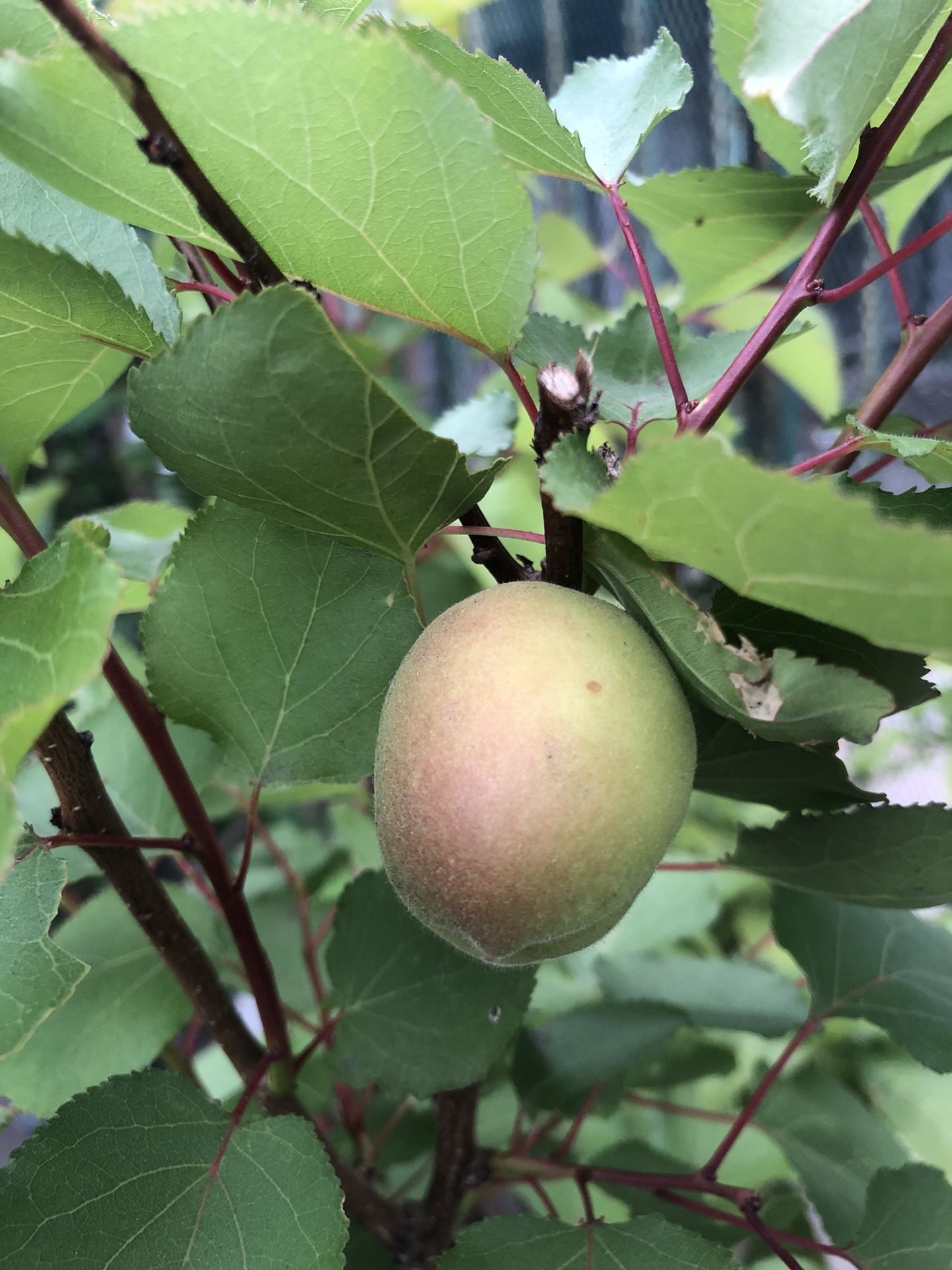 Arbol de Chabacano / apricot tree / plants / flower / fruit