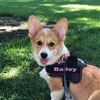 Darla