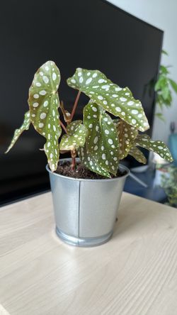 Polka Dot Begonia 🪴