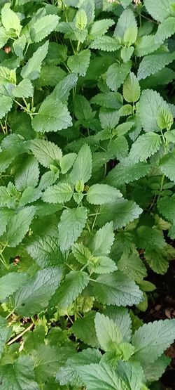 Lemon balm