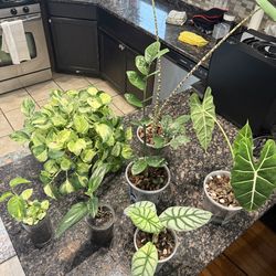 Lot of Houseplants (alocasia, pothos, zz plant)
