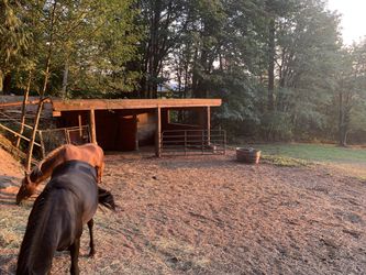 Horse boarding available - Carnation, WA