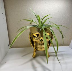 Skull Planters! Plant Pot Gold . 7”X5” Made Of Resin plant, not included