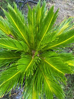 Sago Palm