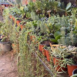 Succulents Plants 4”pot 