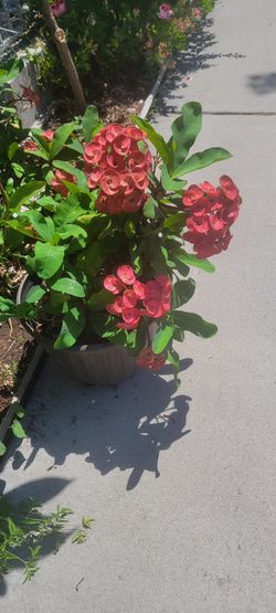 Corona De Cristo