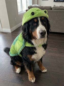 Green Turtle Dog Costume size large