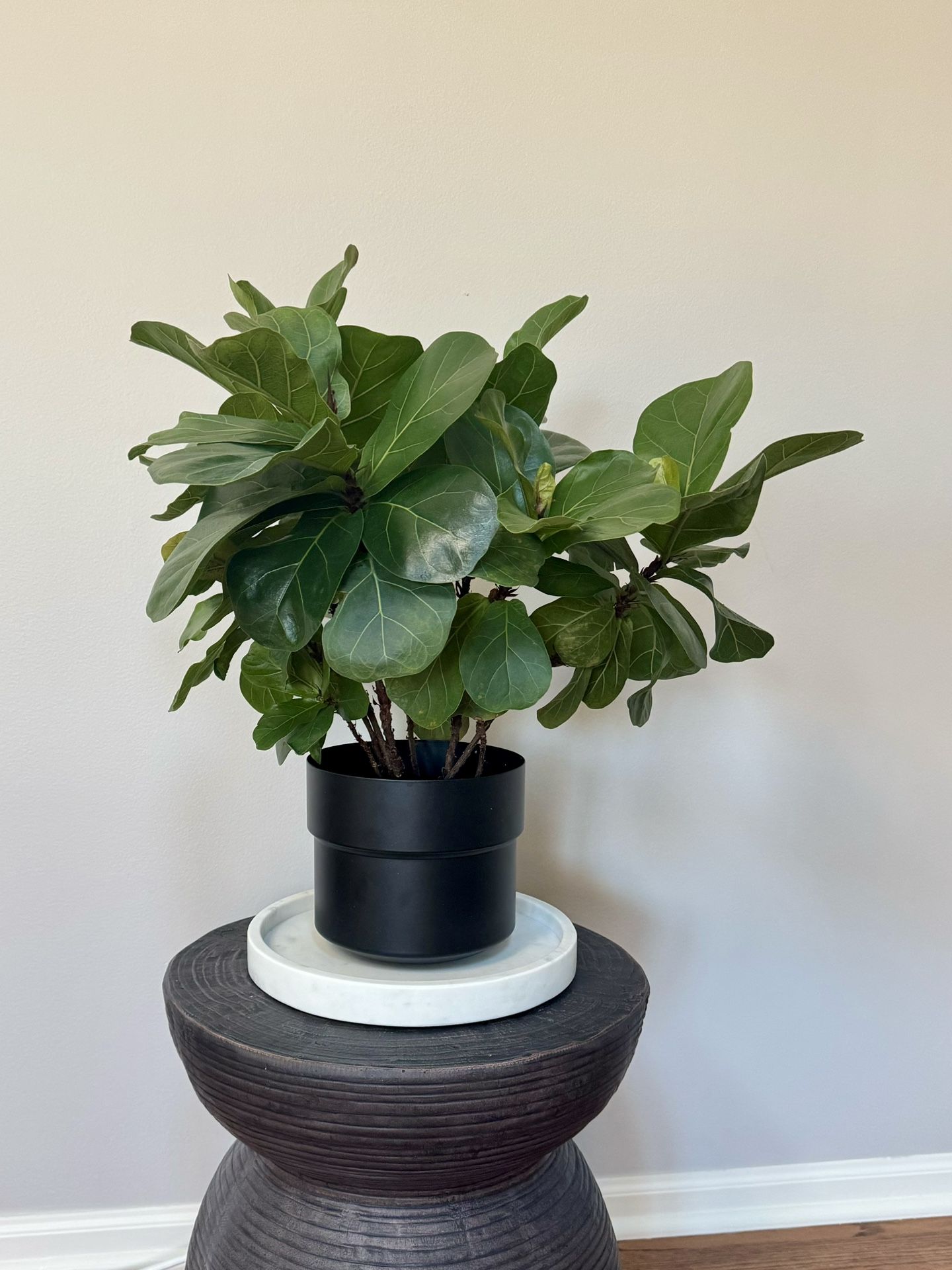 Real Fiddle Fig Leaf Plant With Black Pot
