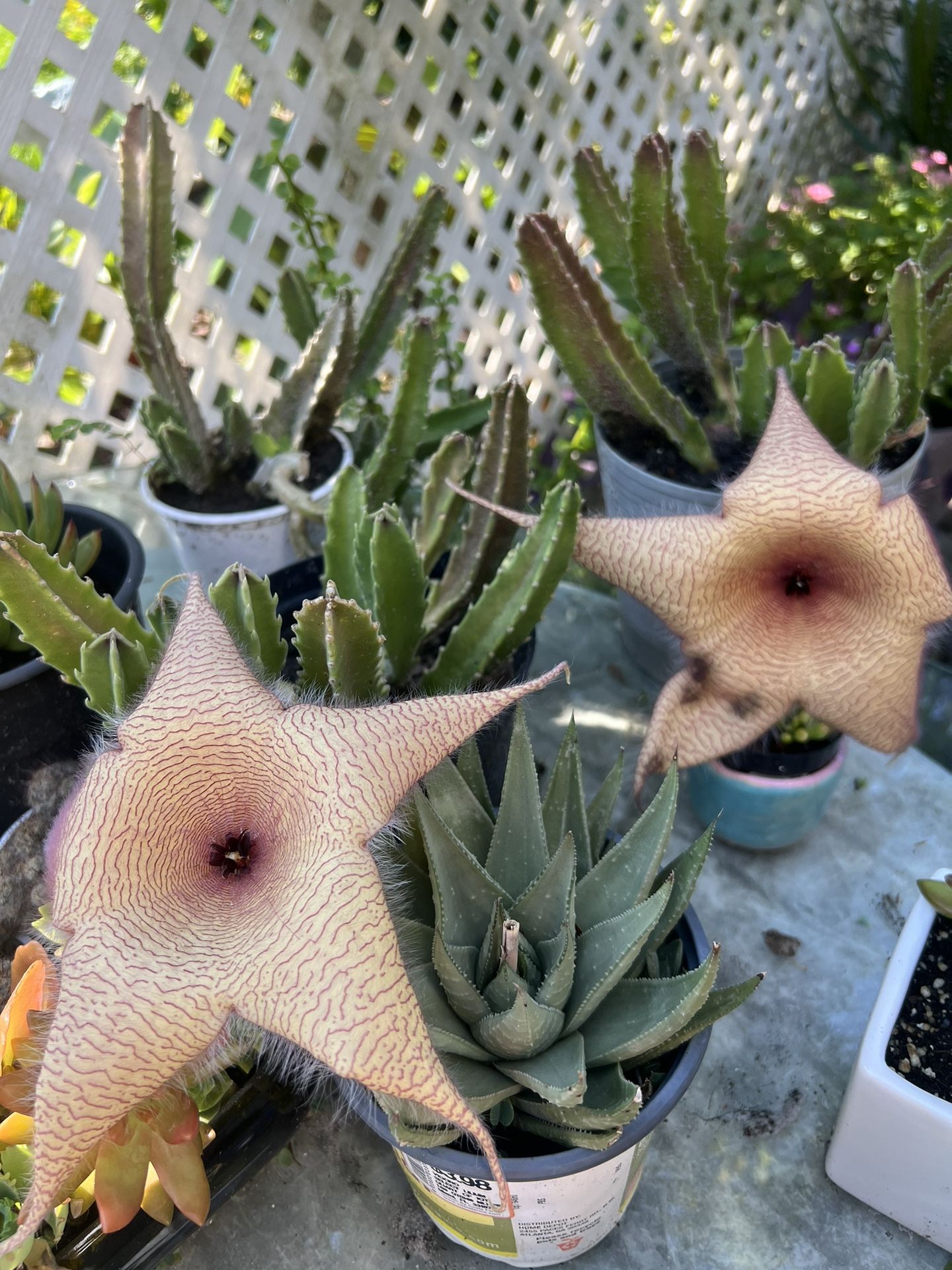 BLOOMING STARFISH PLANT STAPELIA NOBILIS FOR SALE 