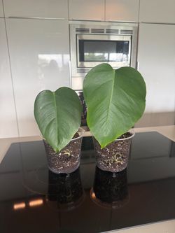 Monstera