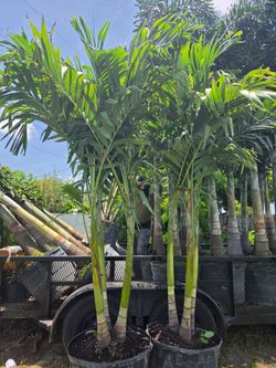 Christmas Palm Tree 25 gall / Installation Included In The Price