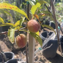 5 Gallon Size- Apple Trees- Avocado Trees- Fig Trees- Guava Trees- Plum Trees- Nectarine Trees- Pomegranate Trees- Cherry Trees