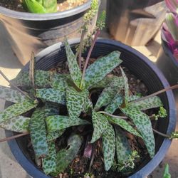 Ledebouria Succulent, Lepard Lilly