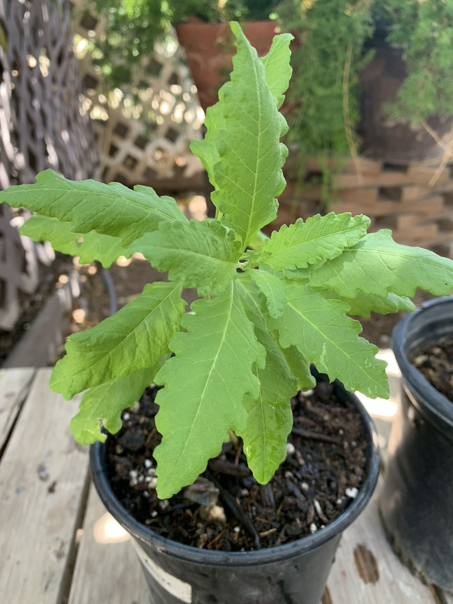 Mexican Epazote Paico Herb Cooking Plant Organic Planta