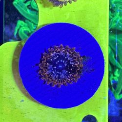 Utter Chaos Zoanthids – Fiery Orange Pattern & High Contrast
