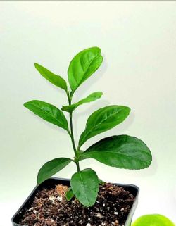 💯 Organic Well Rooted Mexican Key Lime Plant