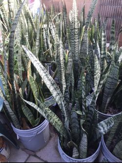 Air Purifier Snakeplant Sansevieria Green Yellow Plant Tree Flower