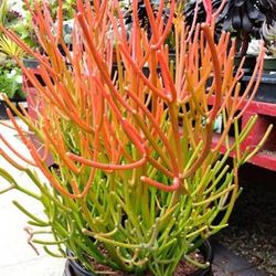 Pencil Cactus  Euphorbia tirucalli 'Firesticks'
