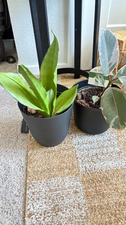 Set of two houseplants