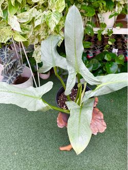 Plants (10”pot🌿Philodendron Silver Sword $15)