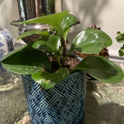 Peperomia House Plant