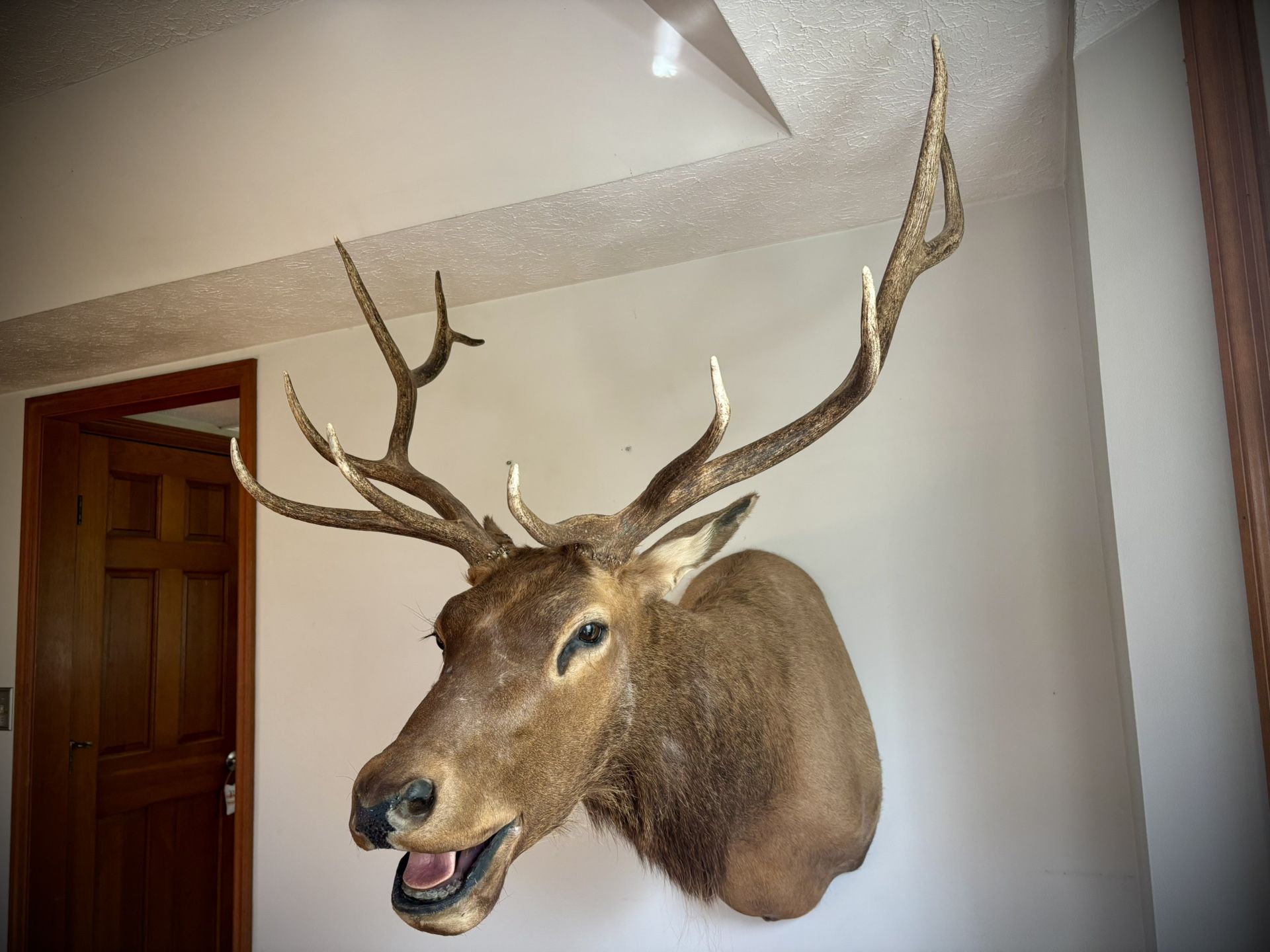 Elk Mount Antlers Deer