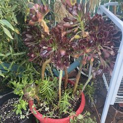 Assortment Of Plants 