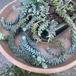 Succulent plant