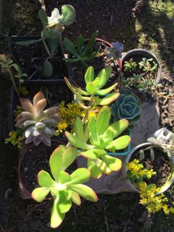 Succulents