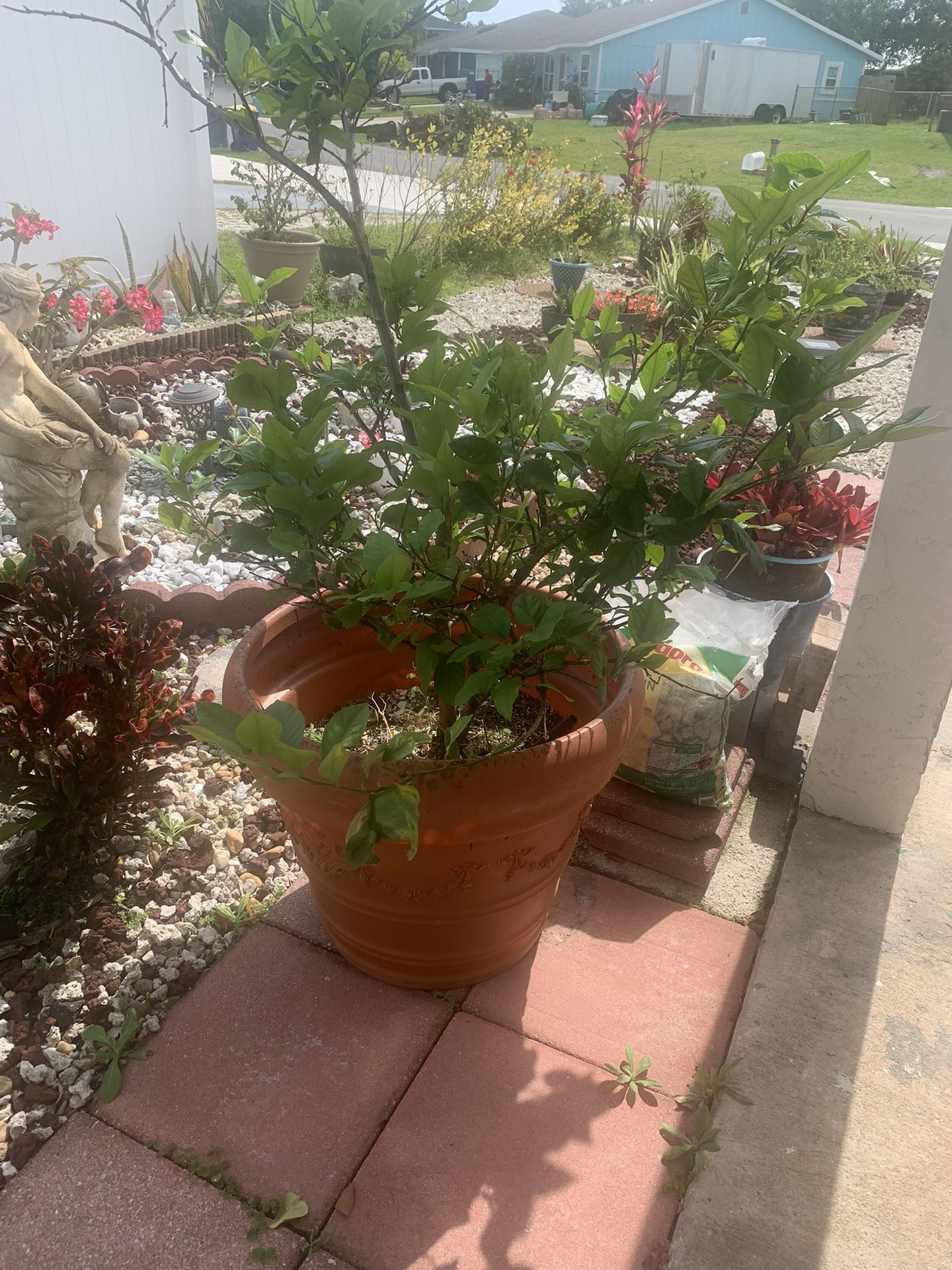 Lemon Tree In Huge Resin Planter