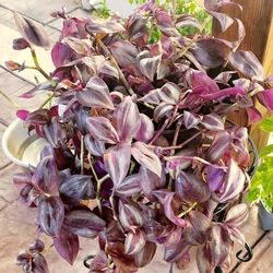 Purple Wandering Jew Plant