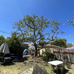 Podador 🌲 🪓 Trimmer