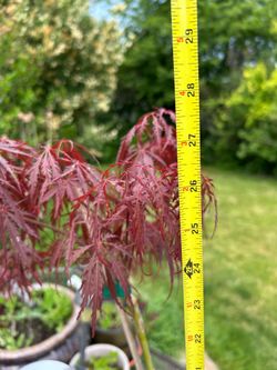 Japanese Maple Tree - Crimson Queen -Weeping Tree