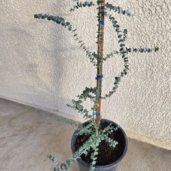 🌿💙Eucalyptus Baby Blue 💙💙