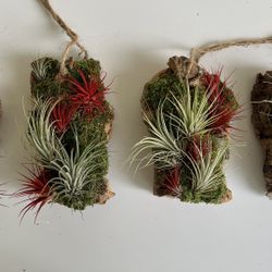 Custom Chunk Wood Air Plant Decor