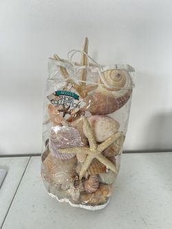 Natural Seashells Mixed 
