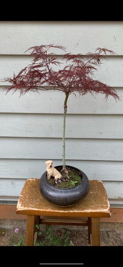 Bonsai Japan Maple 24 inches