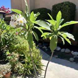 White Plumeria