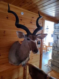 Kudu Shoulder Mount