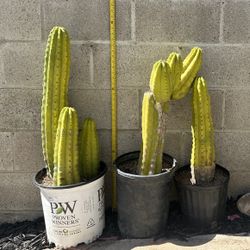San Pedro Cactus