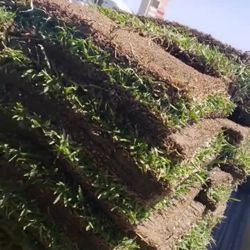 St. Agustine 200SqFt