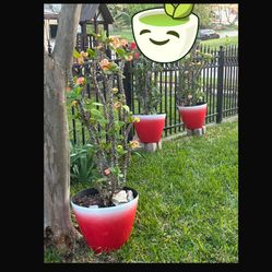 3- Macetas De Coronas De Cristo Muy Bonitas Y Grandes Con Muncho Para Reproducción Y Regalo Para Mamá a $70 Cada Una 