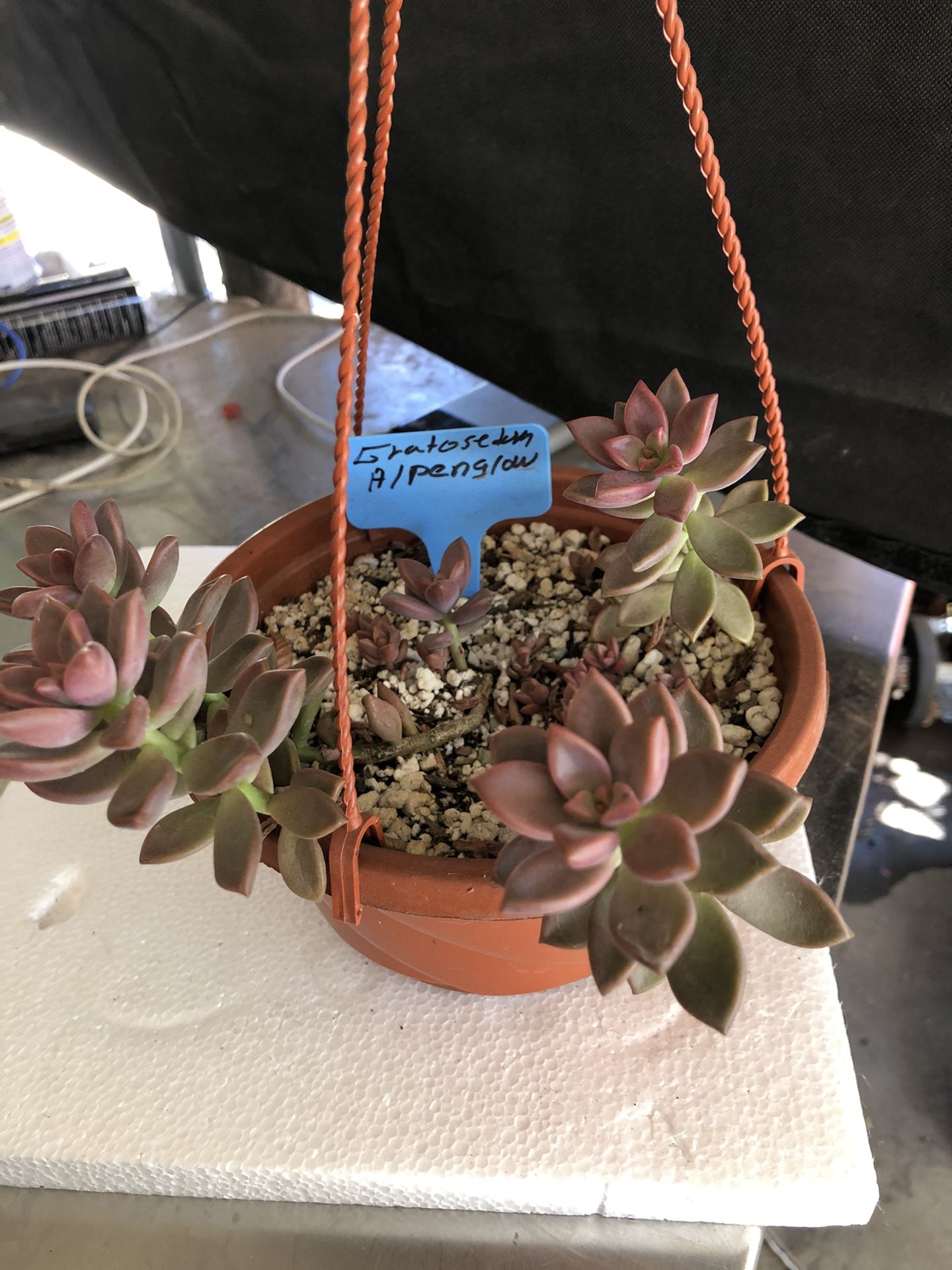 Hanging Succulent