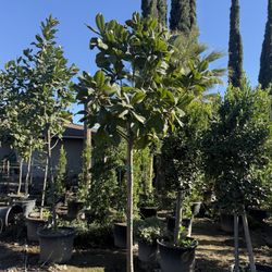 🌳 25 Gal Magnolia Tree