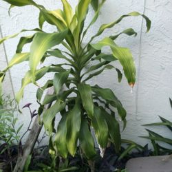 Corn Plants