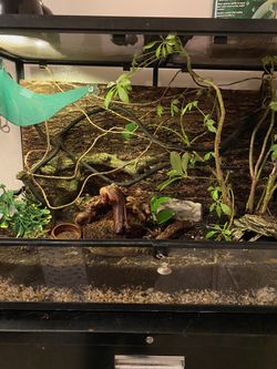 Exo Terra 50 gallon aquarium